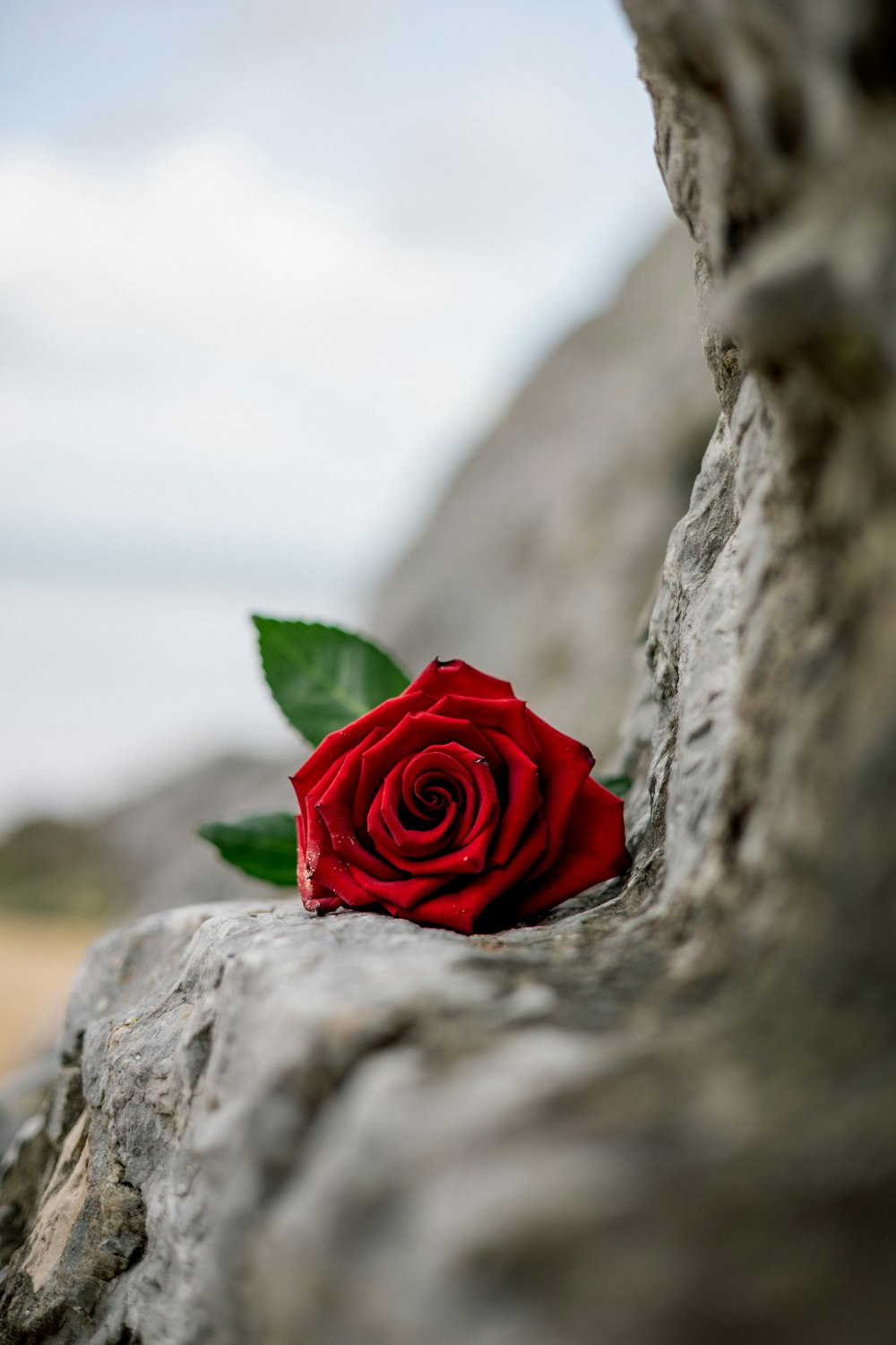 a single red rose sitting on a rock