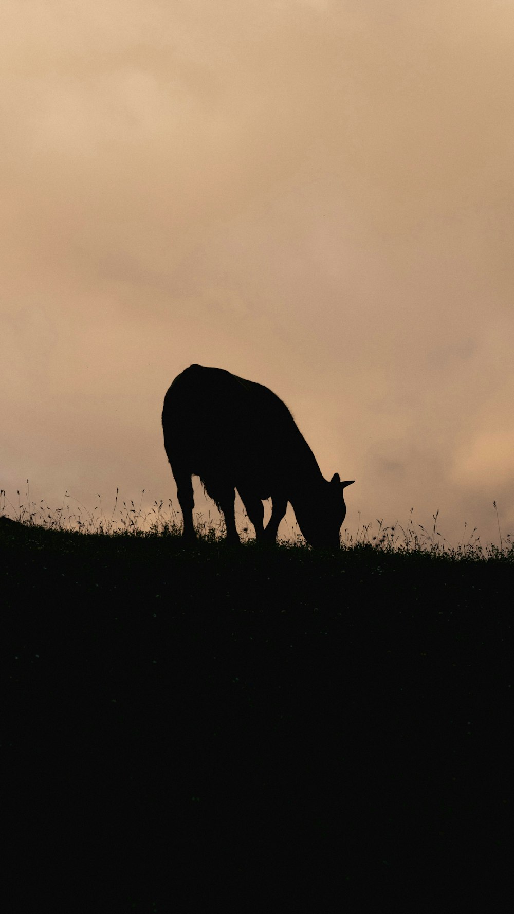 a silhouette of a cow grazing in a field