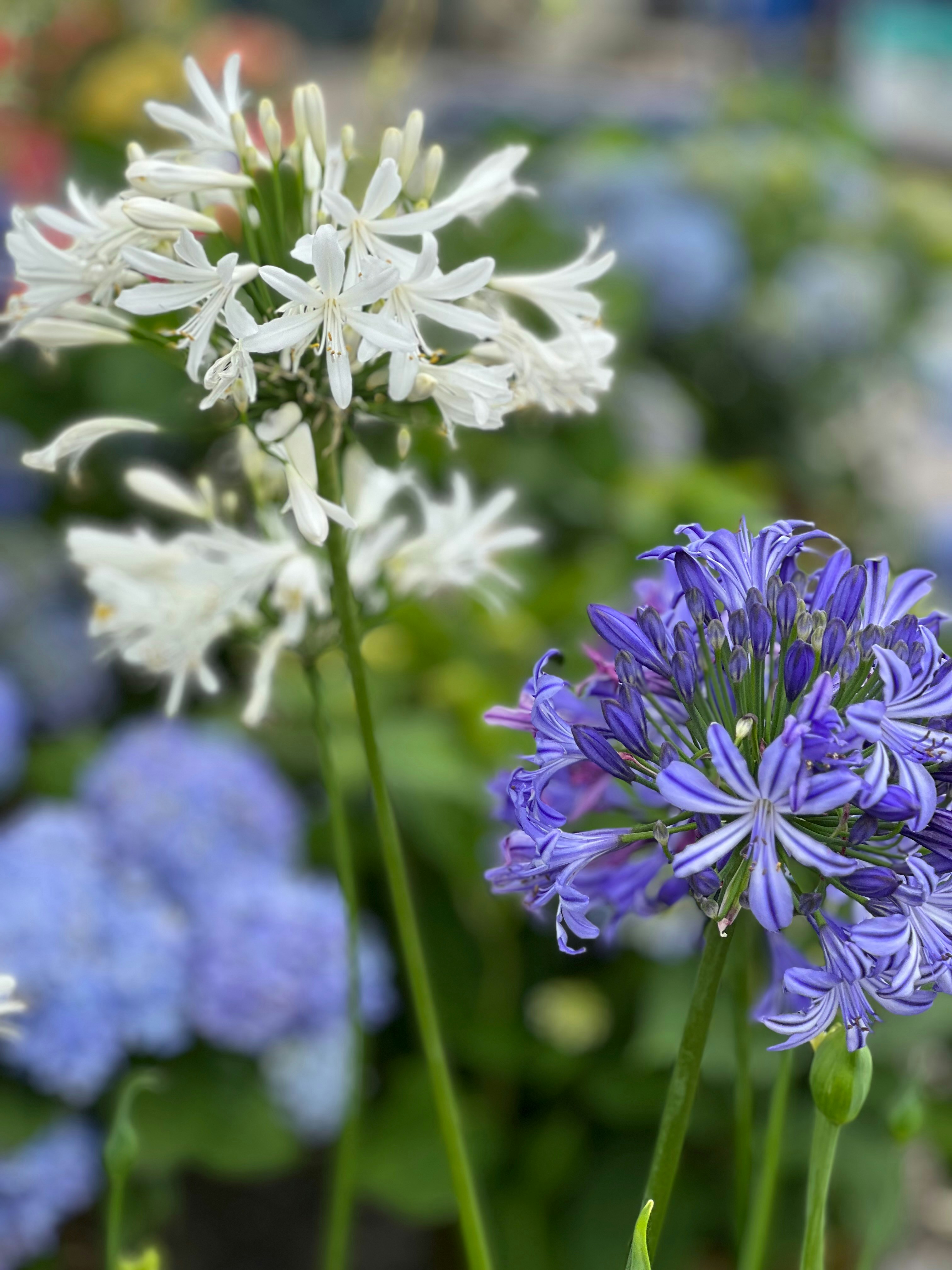 Photo by koreyzimmerman