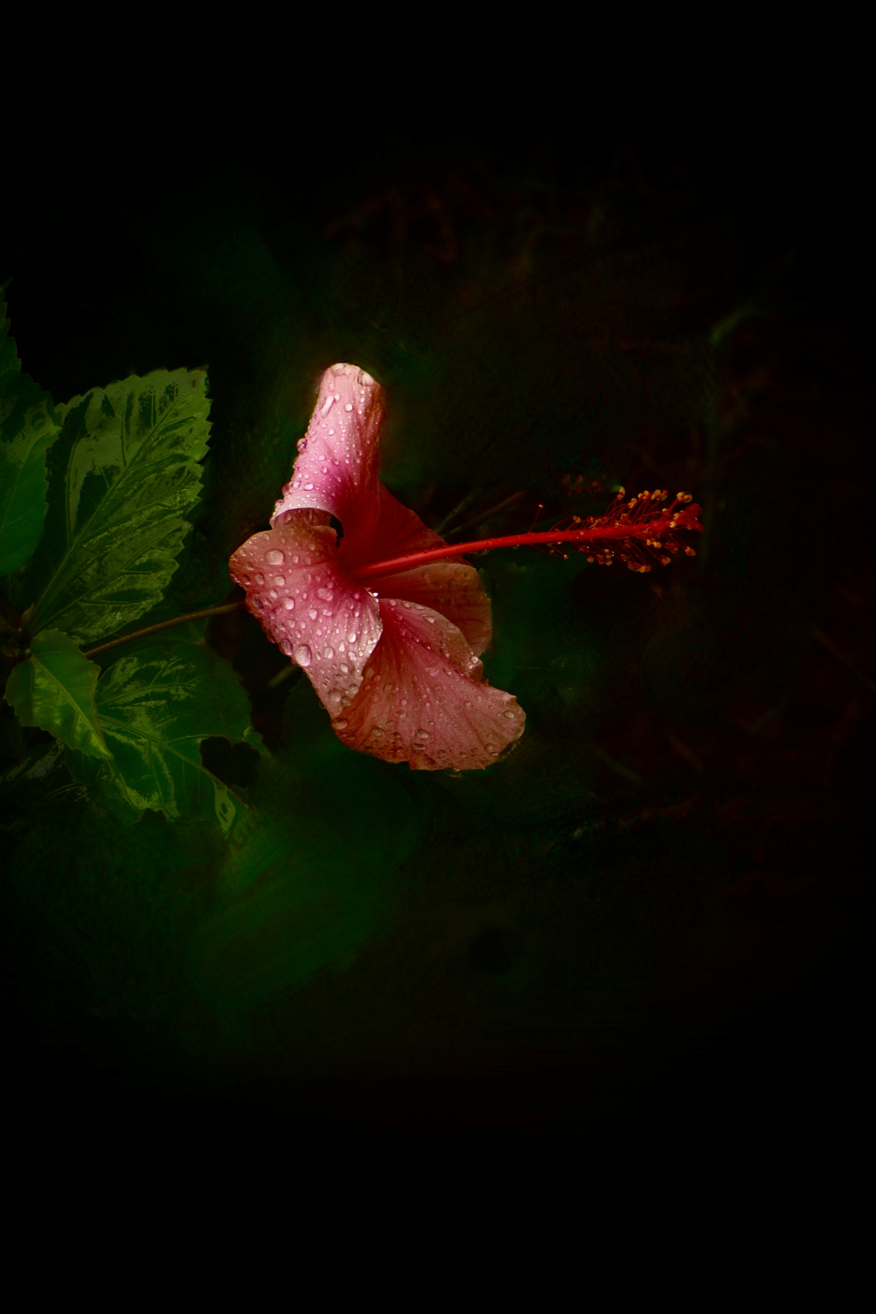 a pink flower with water droplets on it