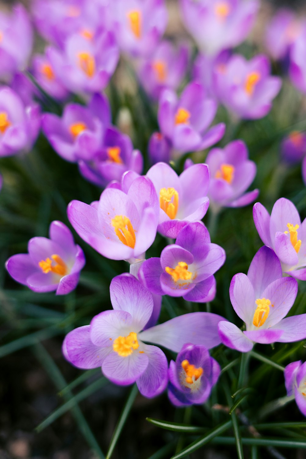 un mazzo di fiori viola con il centro giallo