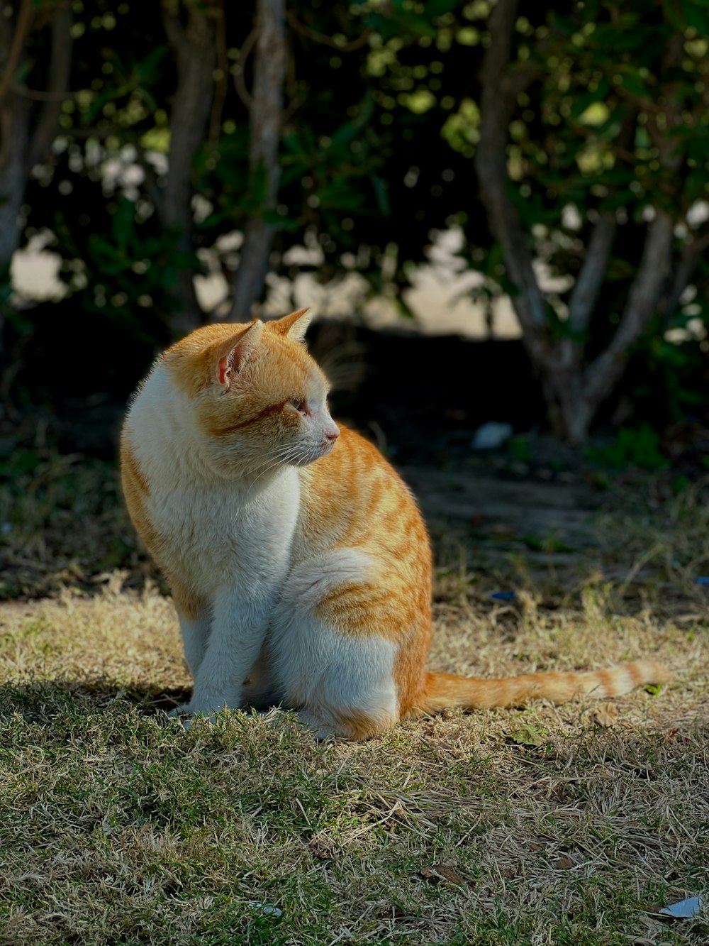 an orange and white cat sitting in the grass