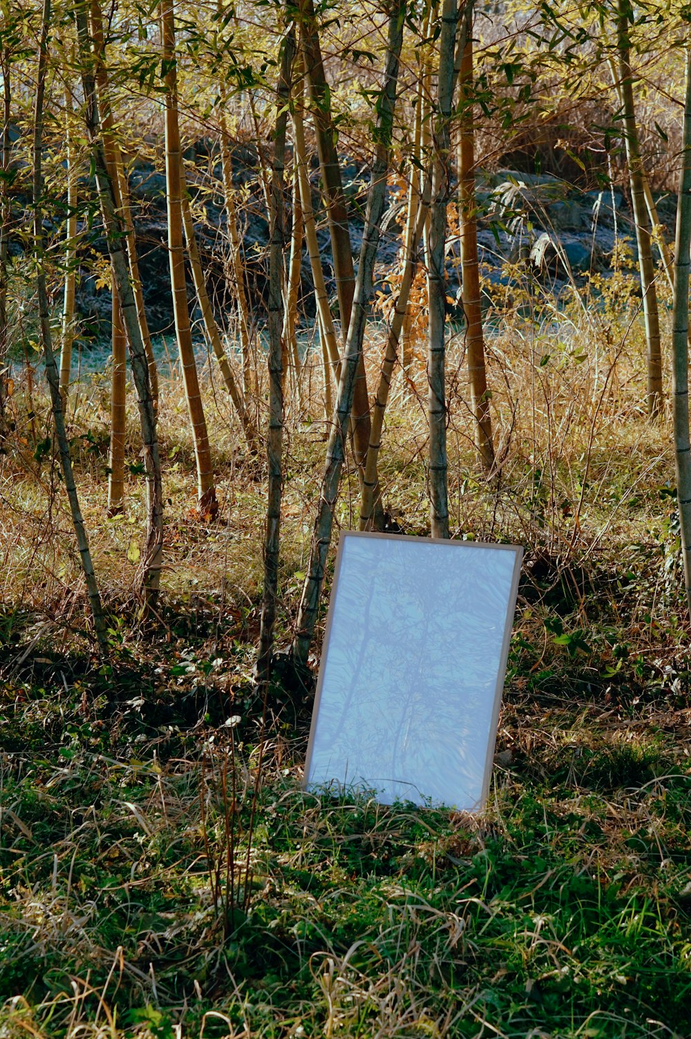 a mirror sitting in the middle of a forest