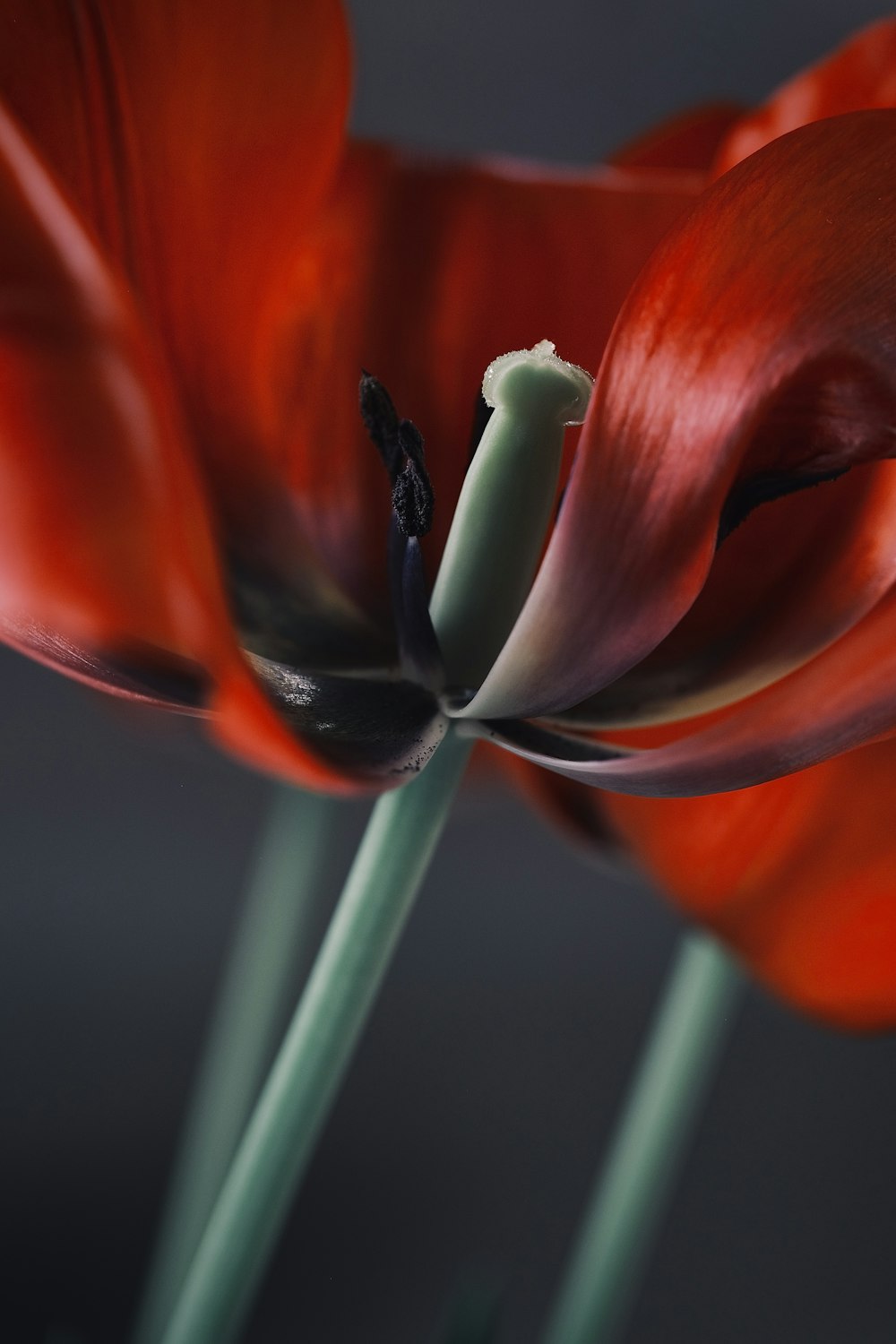 a close up of a red flower with a black background