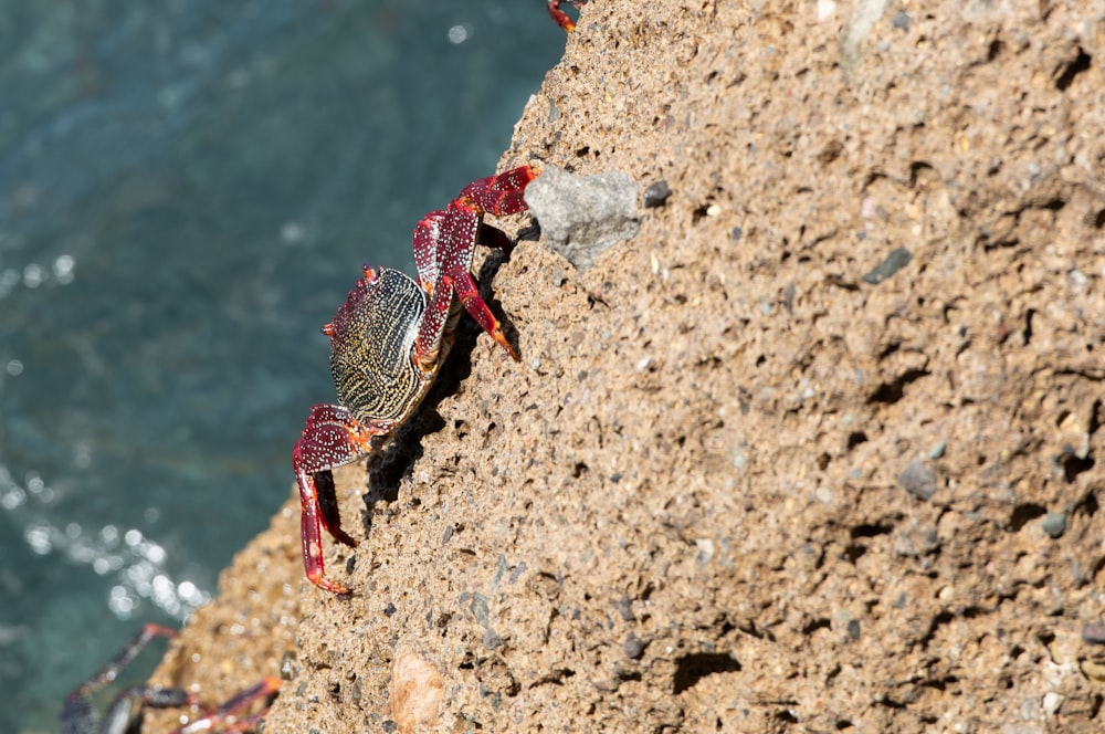 a crab crawling on a rock next to the ocean