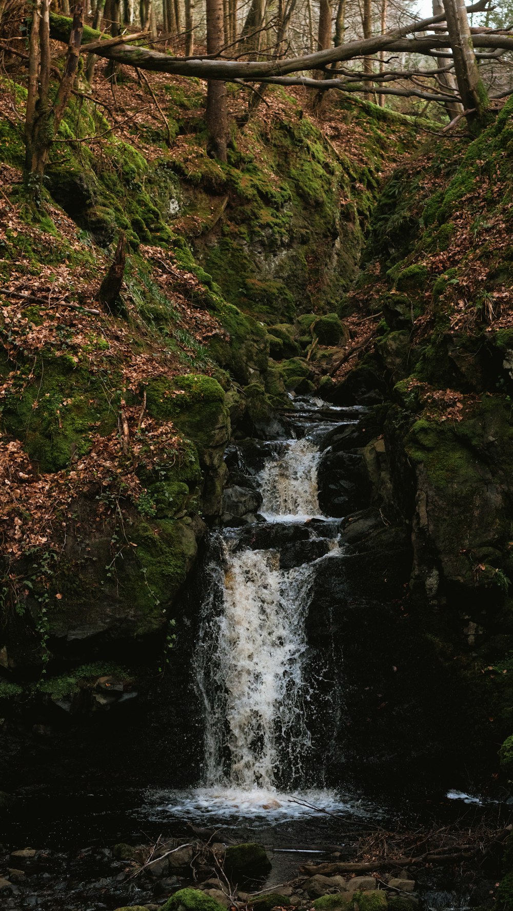una piccola cascata in mezzo a una foresta