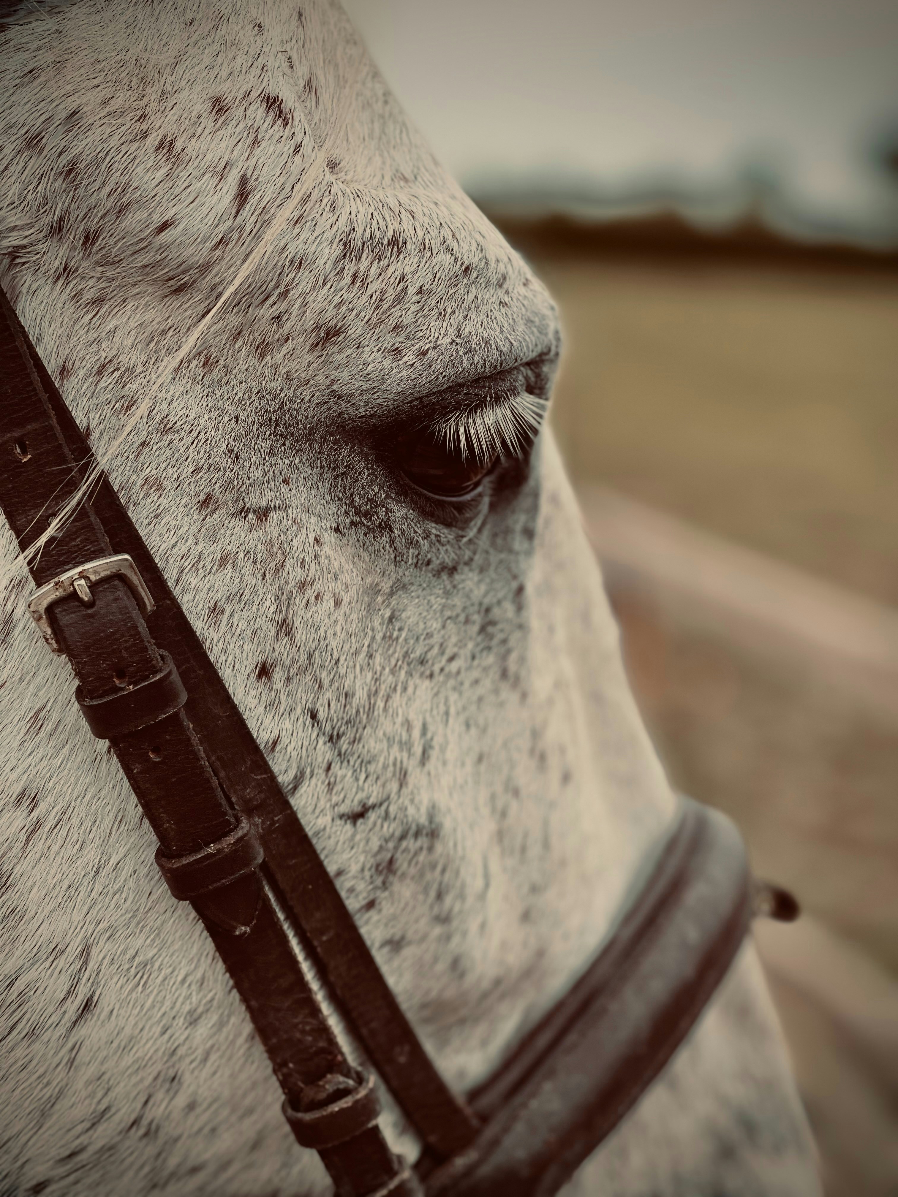 a close up of a white horse's face