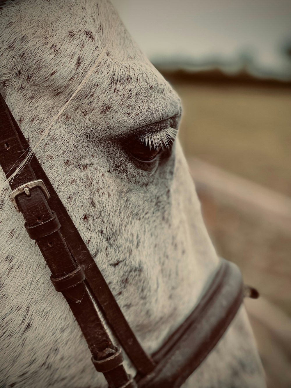 a close up of a white horse's face
