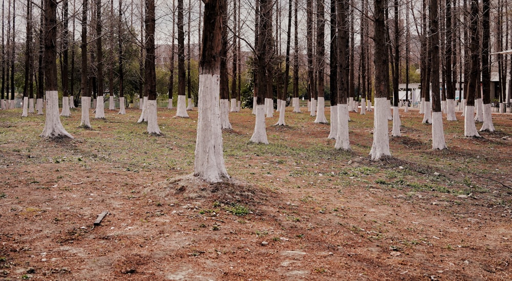 a bunch of trees that are in the dirt