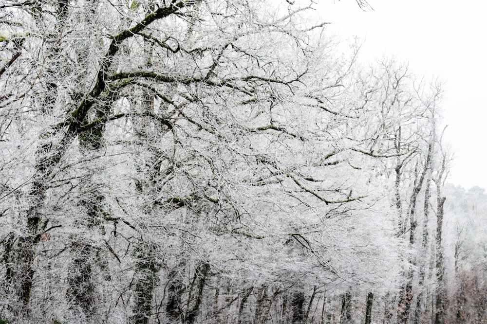 a group of trees covered in snow next to a forest