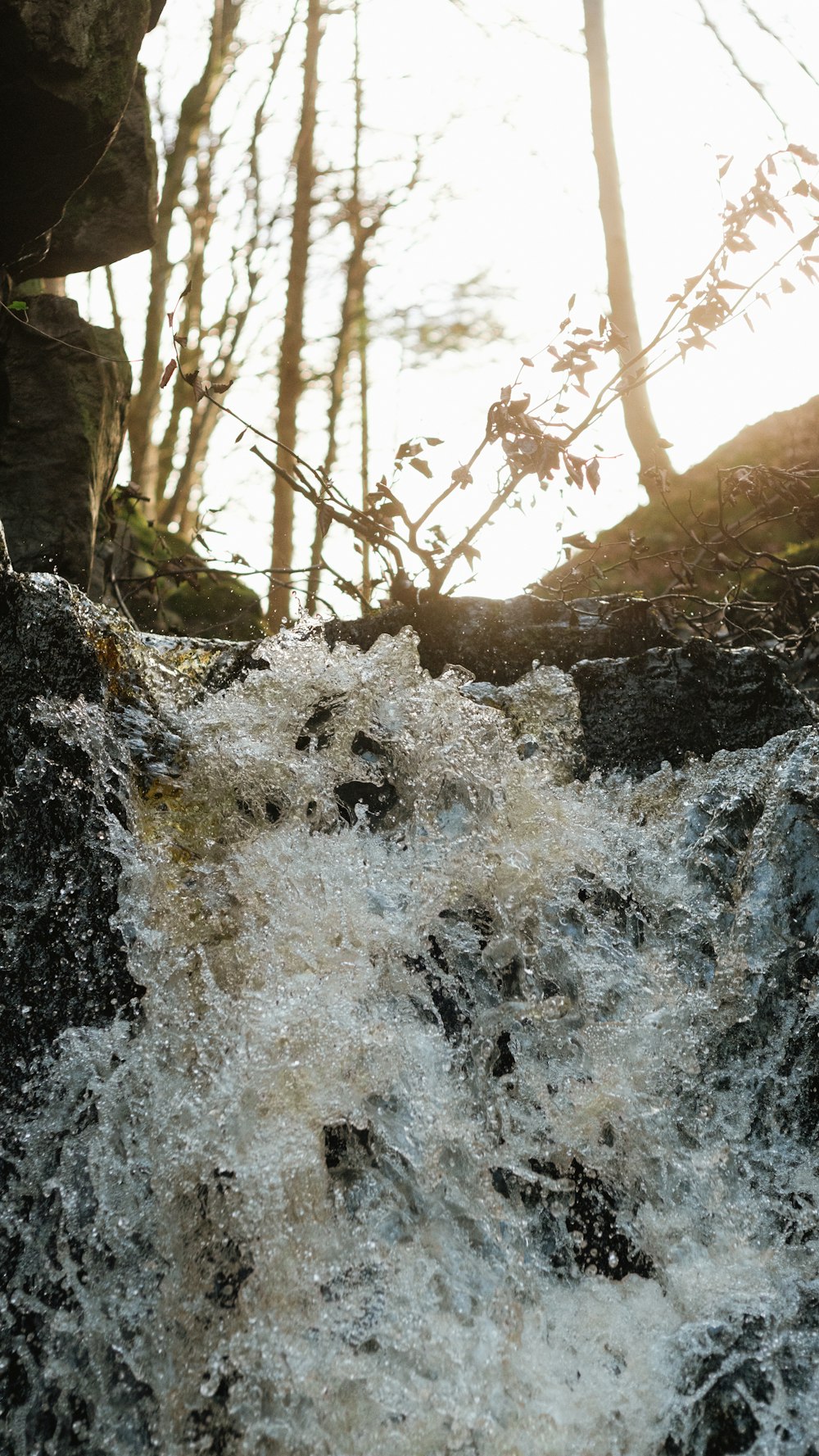 a river running through a forest filled with trees