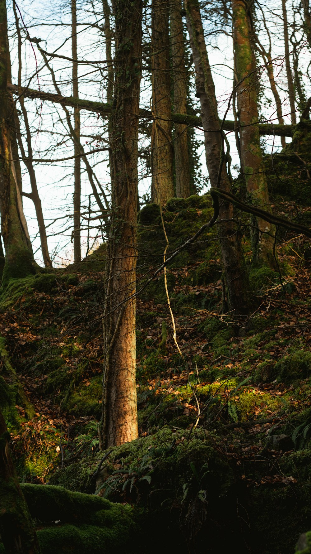 a forest filled with lots of tall trees