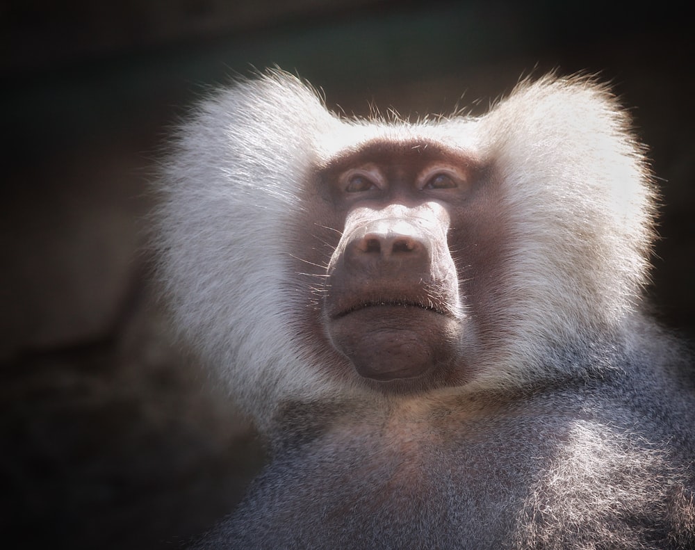 a close up of a monkey with a white fur on it's head