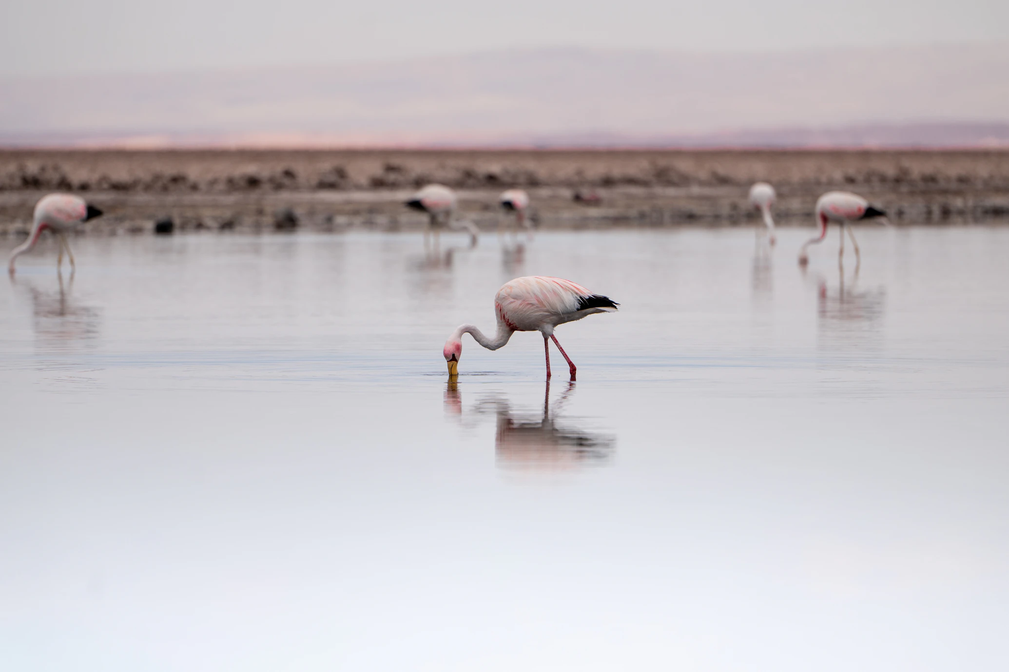 Flamingos in the driest desert in the world: Atacama