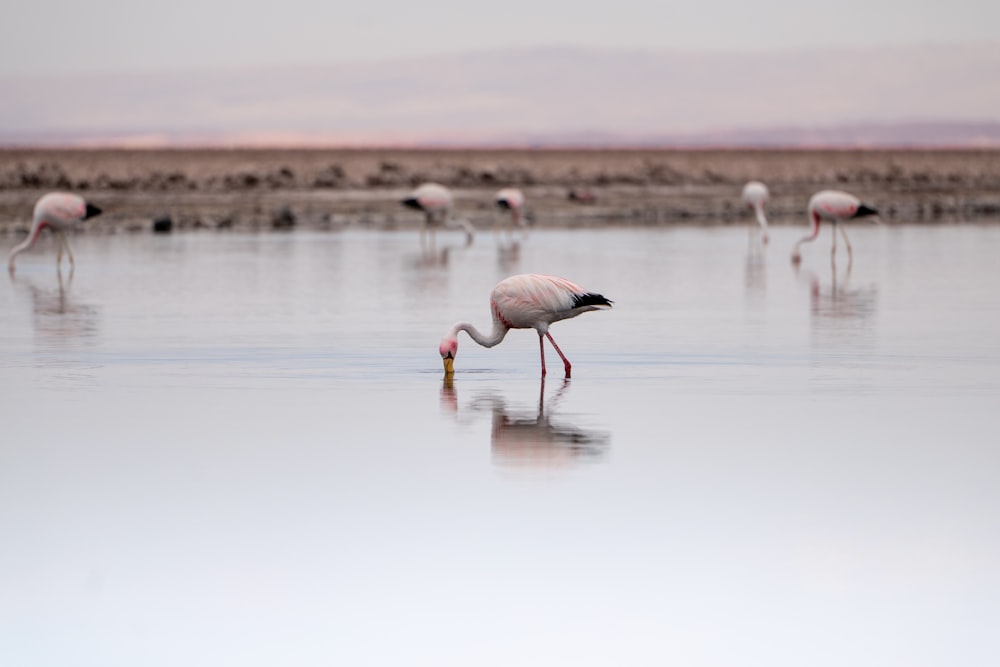 a flock of flamingos standing on top of a body of water