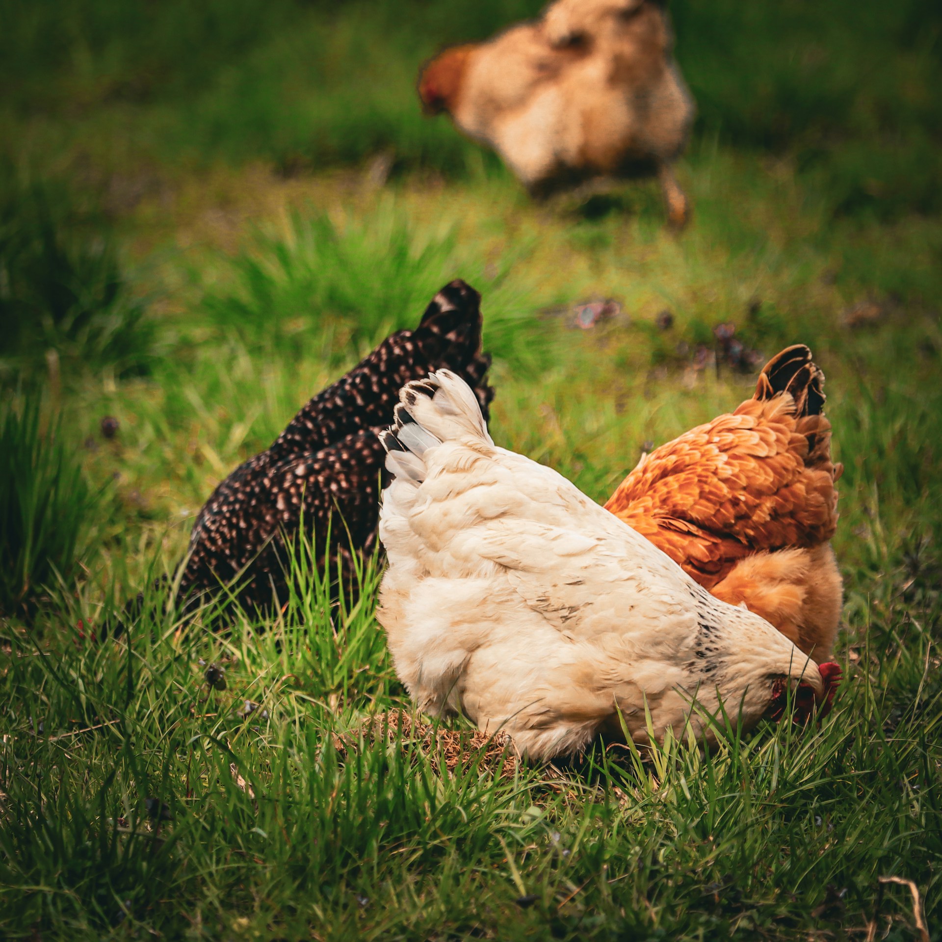 a group of chickens standing on top of a lush green field