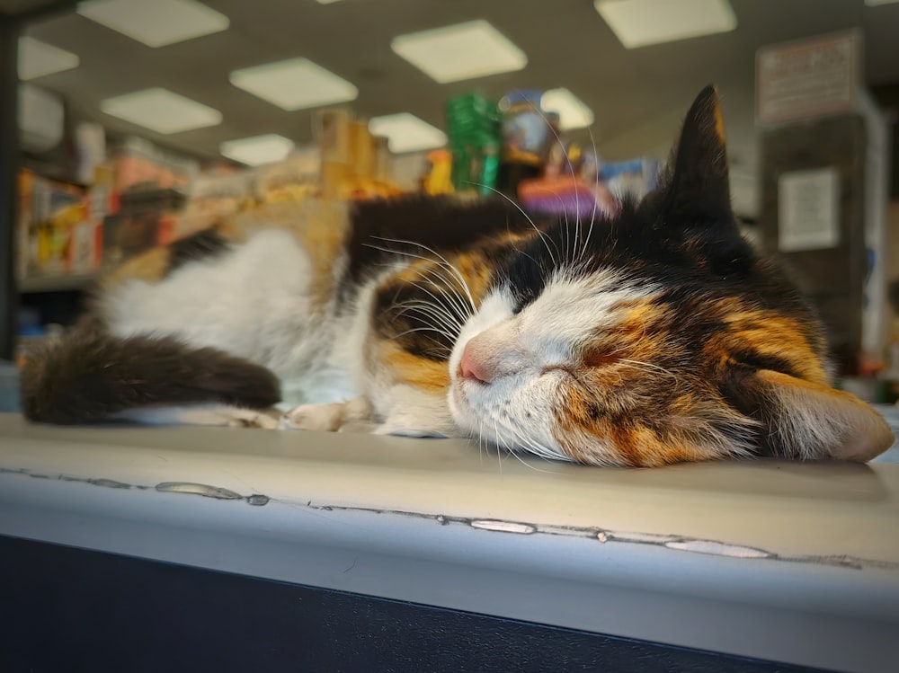 a calico cat sleeping on top of a counter