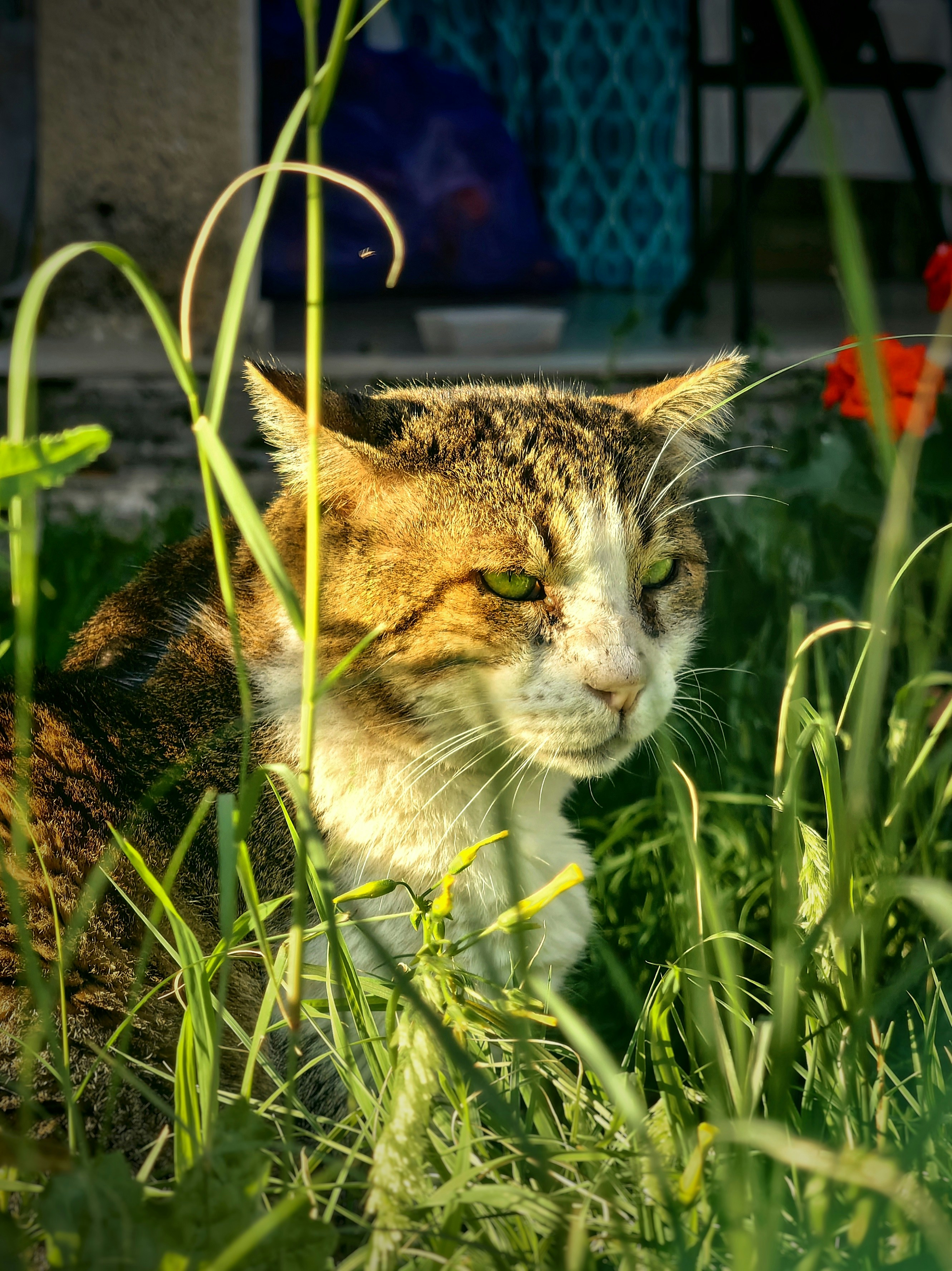 A cat that is sitting in the grass photo – Free Wallpaper Image on Unsplash