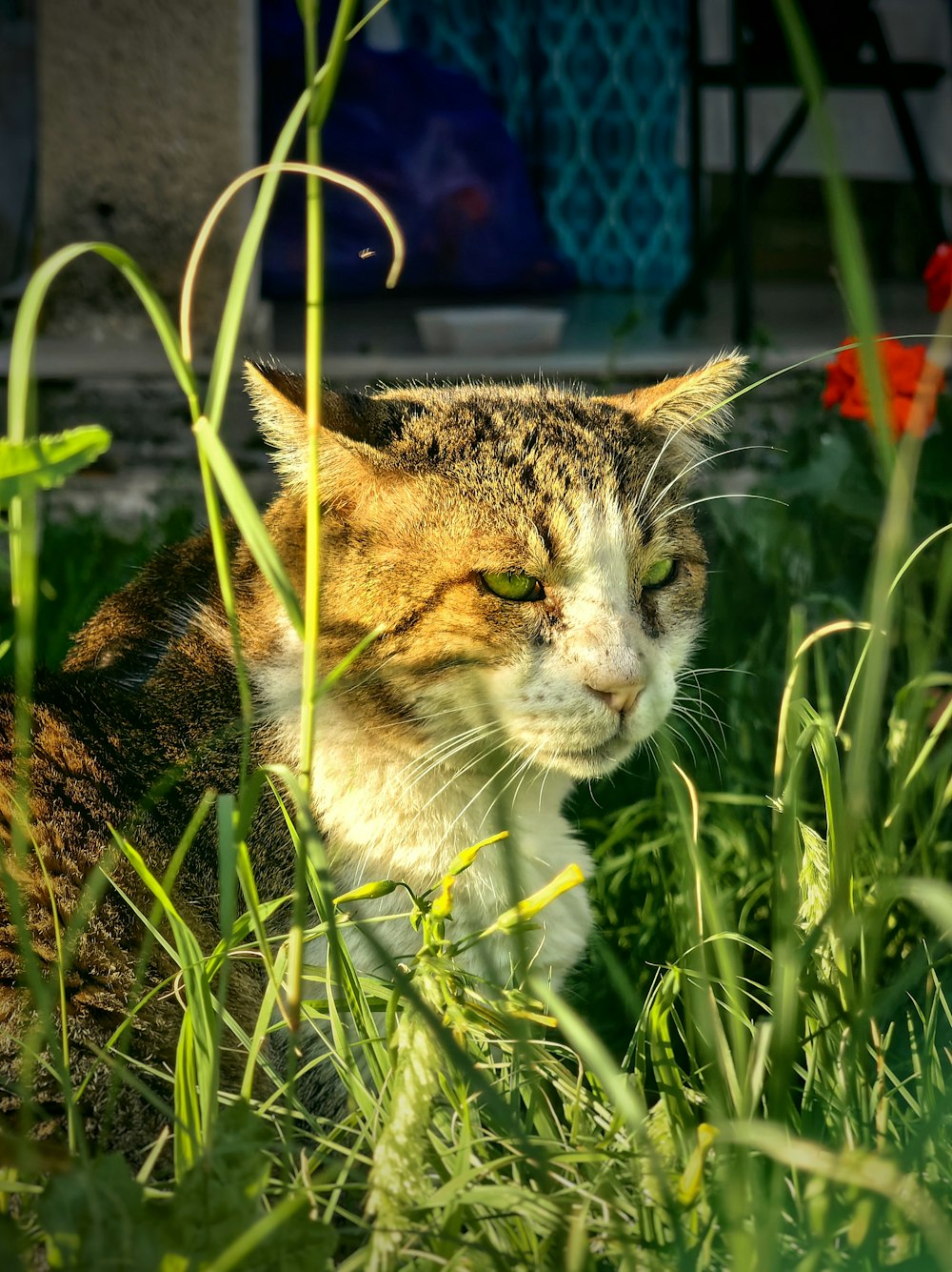 eine Katze, die im Gras sitzt