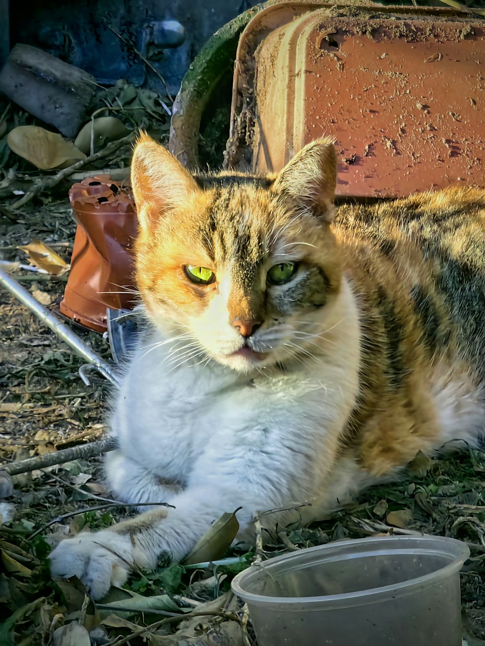 a cat laying on the ground next to a trash can