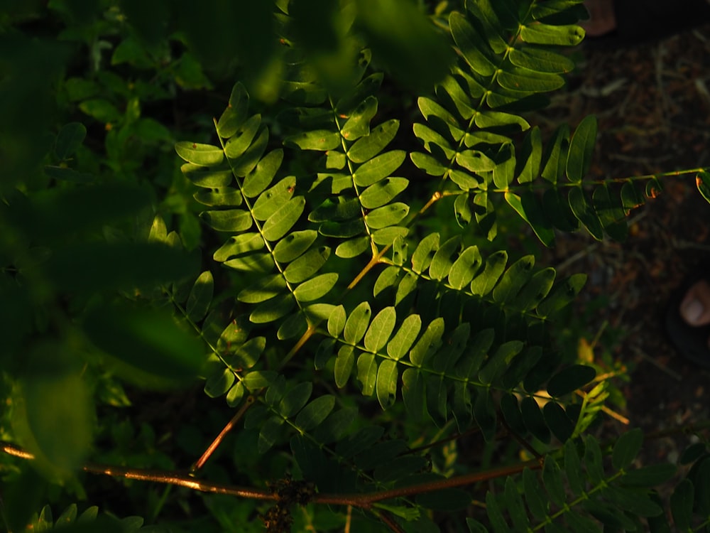 a close up of a green plant with leaves