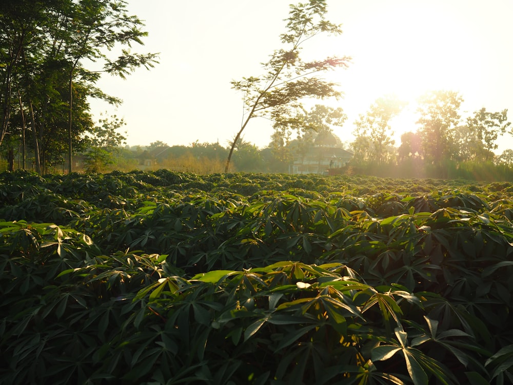 the sun is shining through the trees in the field