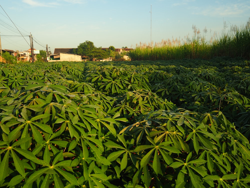 a field full of green plants with houses in the background