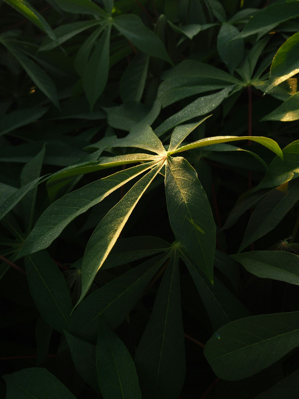 a close up of a green leafy plant