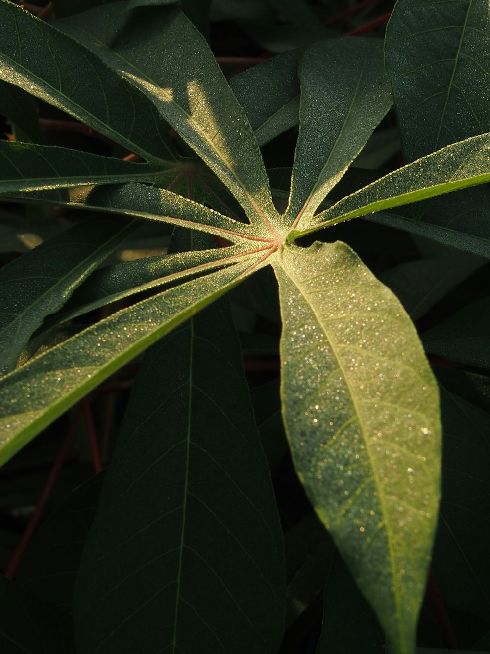 a close up of a green leaf on a tree