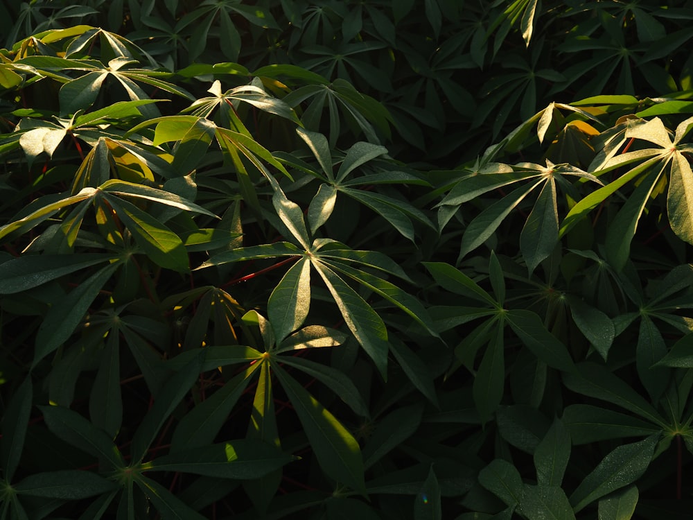 a large group of green leaves on a tree