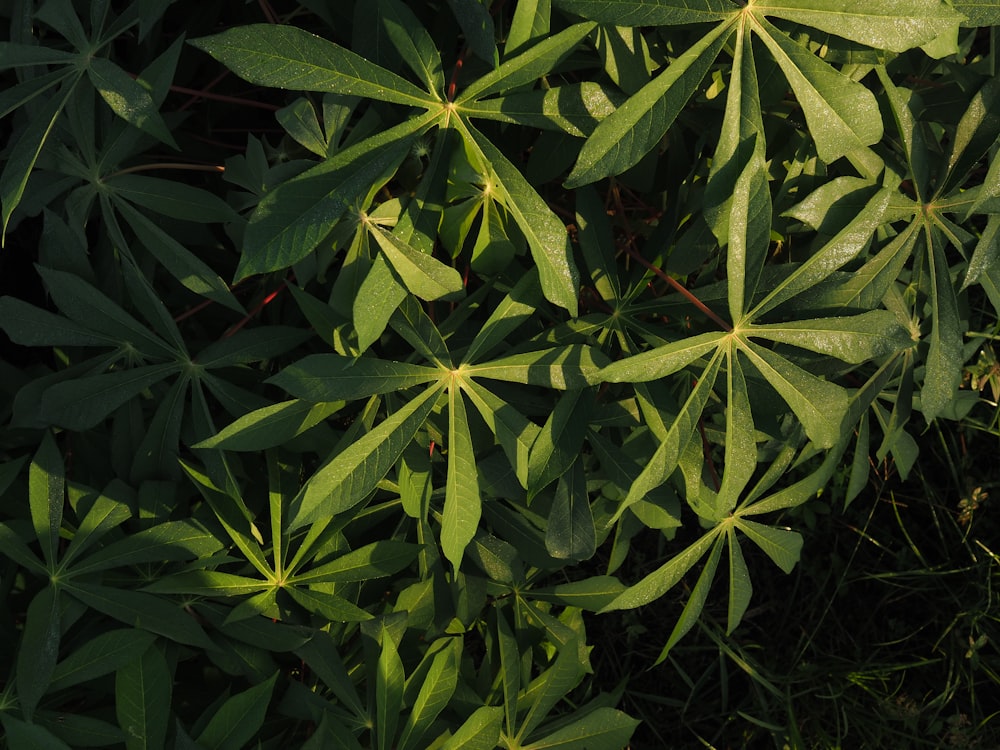 a close up of a green plant with leaves