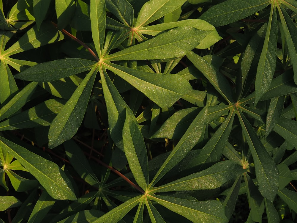 a close up of a green plant with leaves