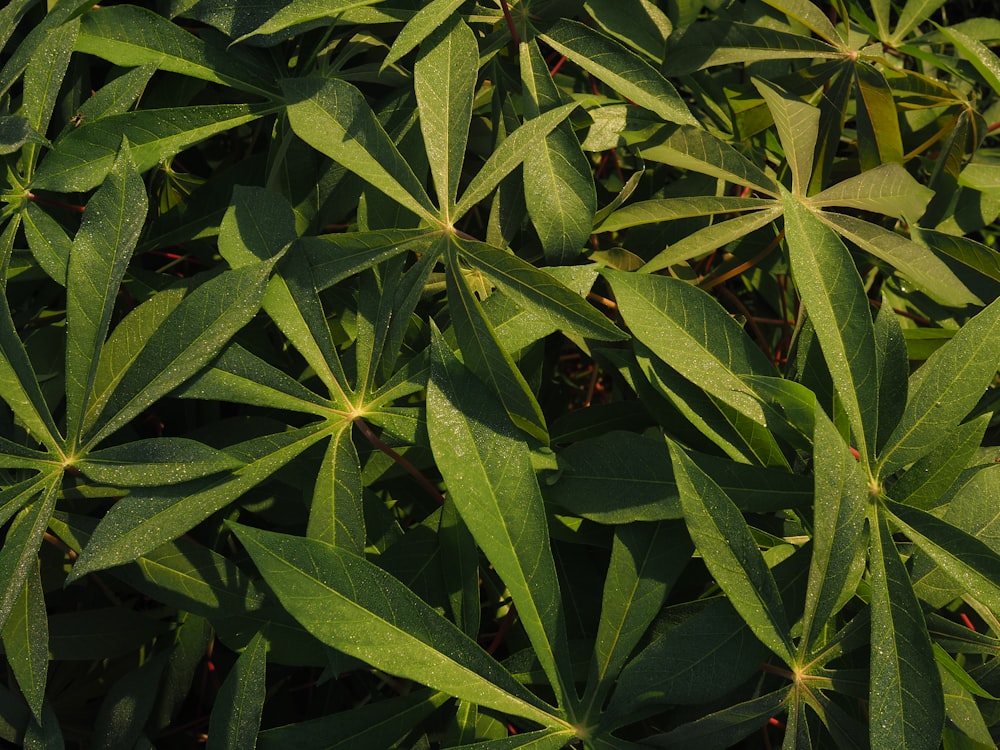 a close up of a bunch of green leaves