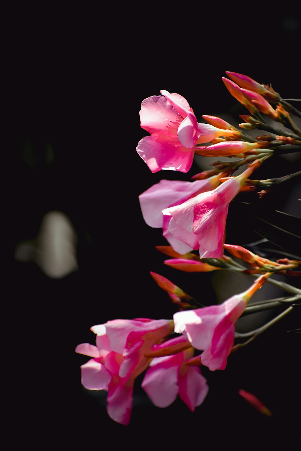 a bunch of pink flowers on a black background