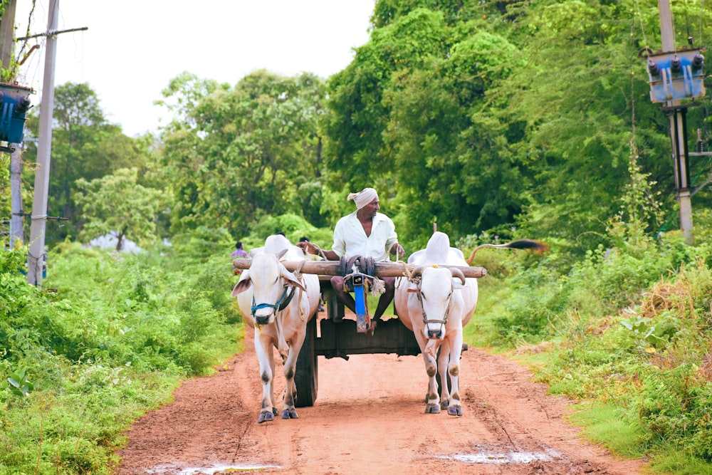 a man riding on the back of a cart pulled by two cows