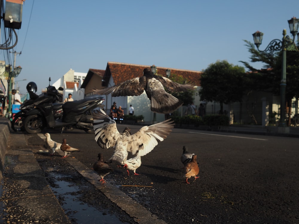 a flock of birds standing on the side of a road