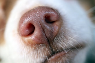 a close up of a white dog's nose