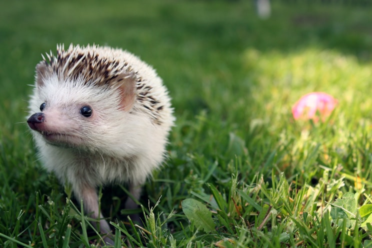 a hedgehog walking through the grass with a ball in the background