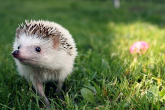 a hedgehog walking through the grass with a ball in the background