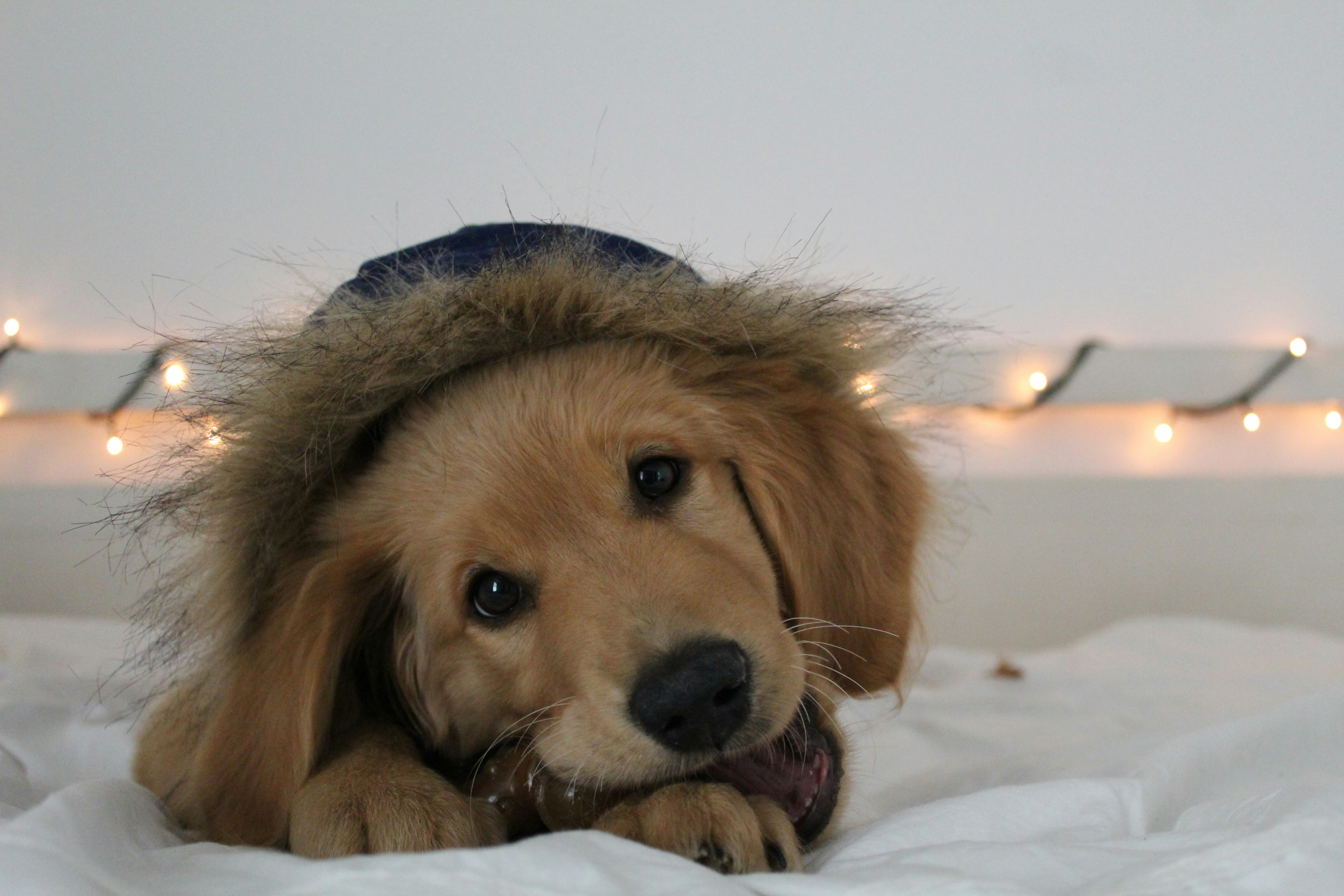 Golden retriever puppy wearing a fur-trimmed hood lying on a bed with soft string lights in the background.