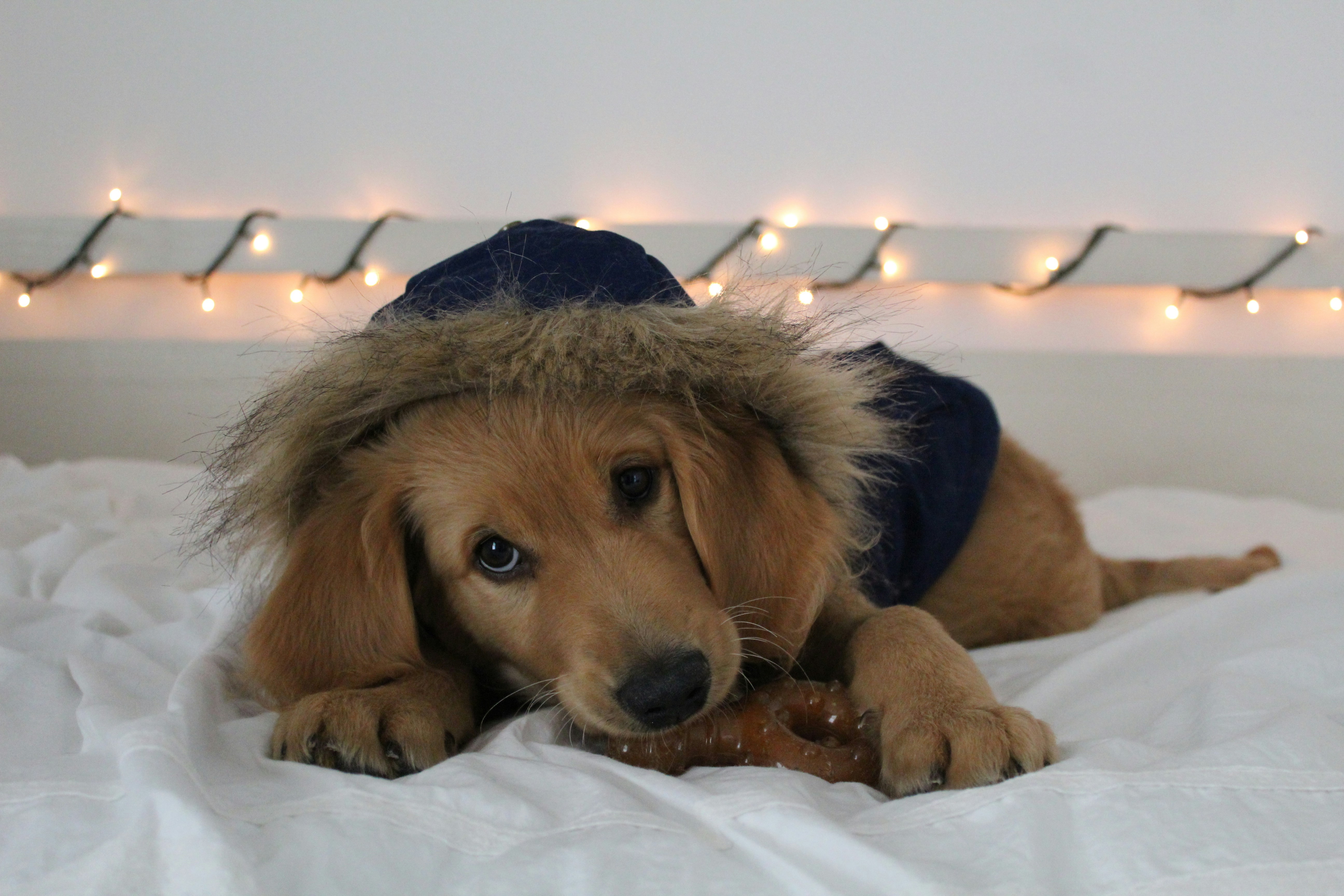 a brown dog laying on top of a white bed