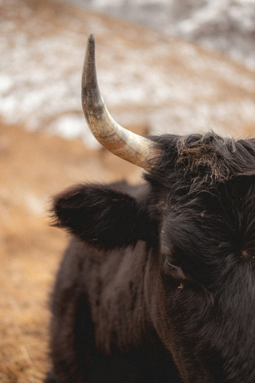 a black bull with large horns standing in a field