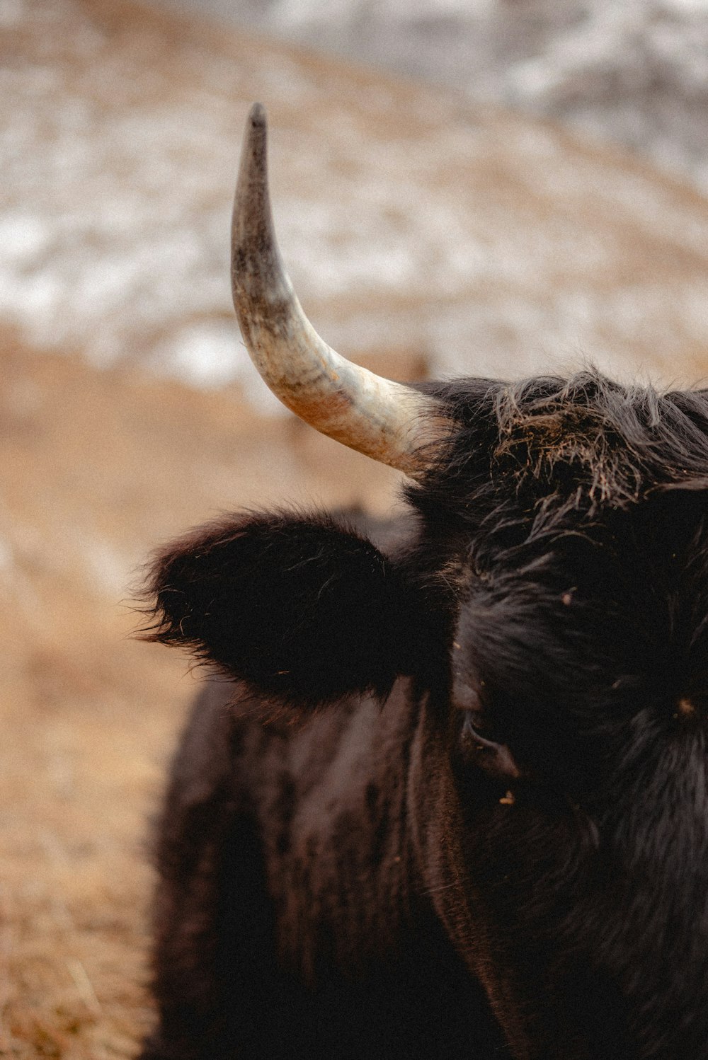 a black bull with large horns standing in a field