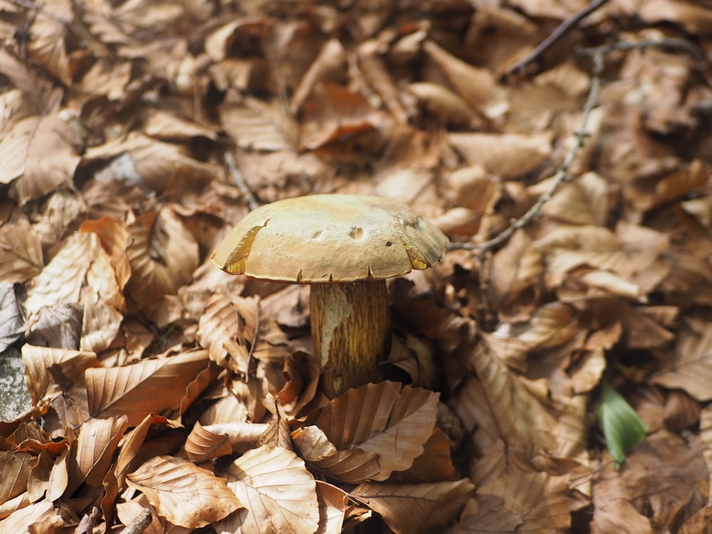 a mushroom sitting on top of a pile of leaves