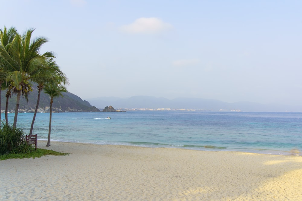 a sandy beach with palm trees and blue water