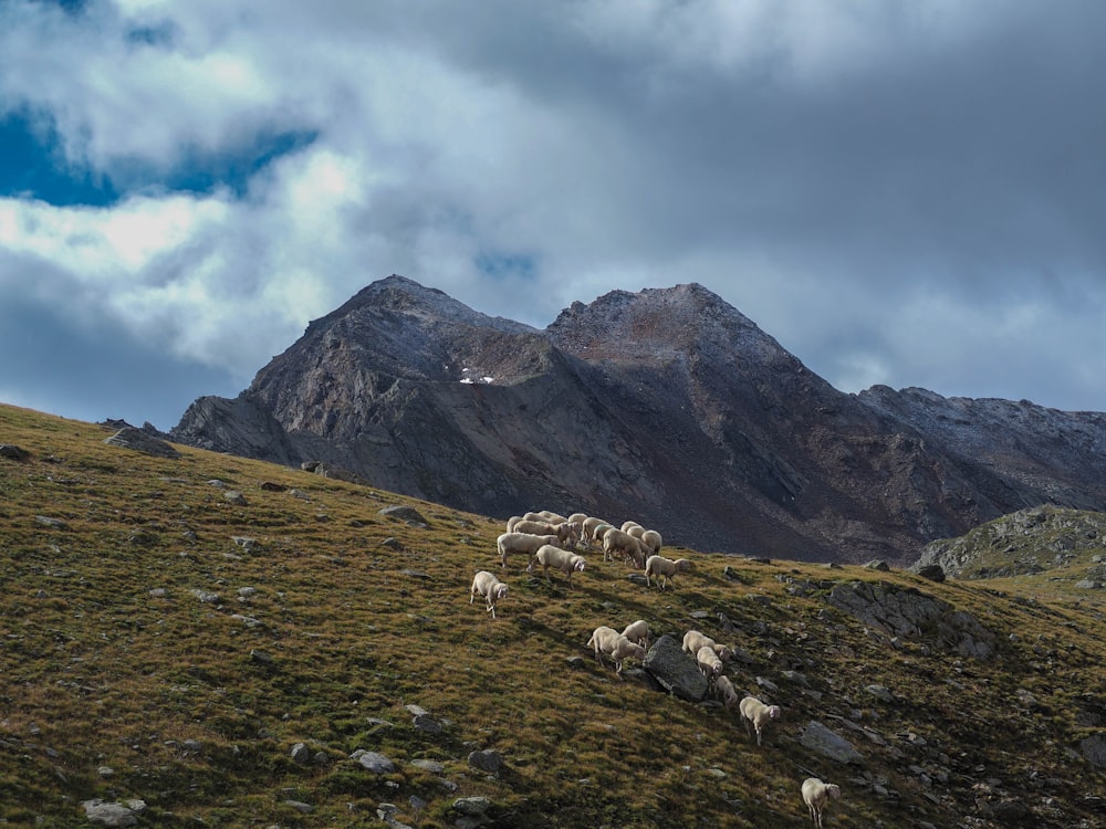 a herd of sheep grazing on a lush green hillside