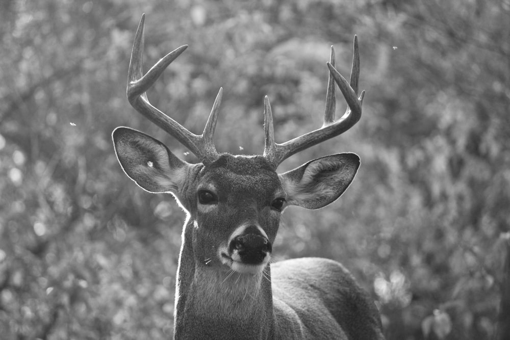 a black and white photo of a deer