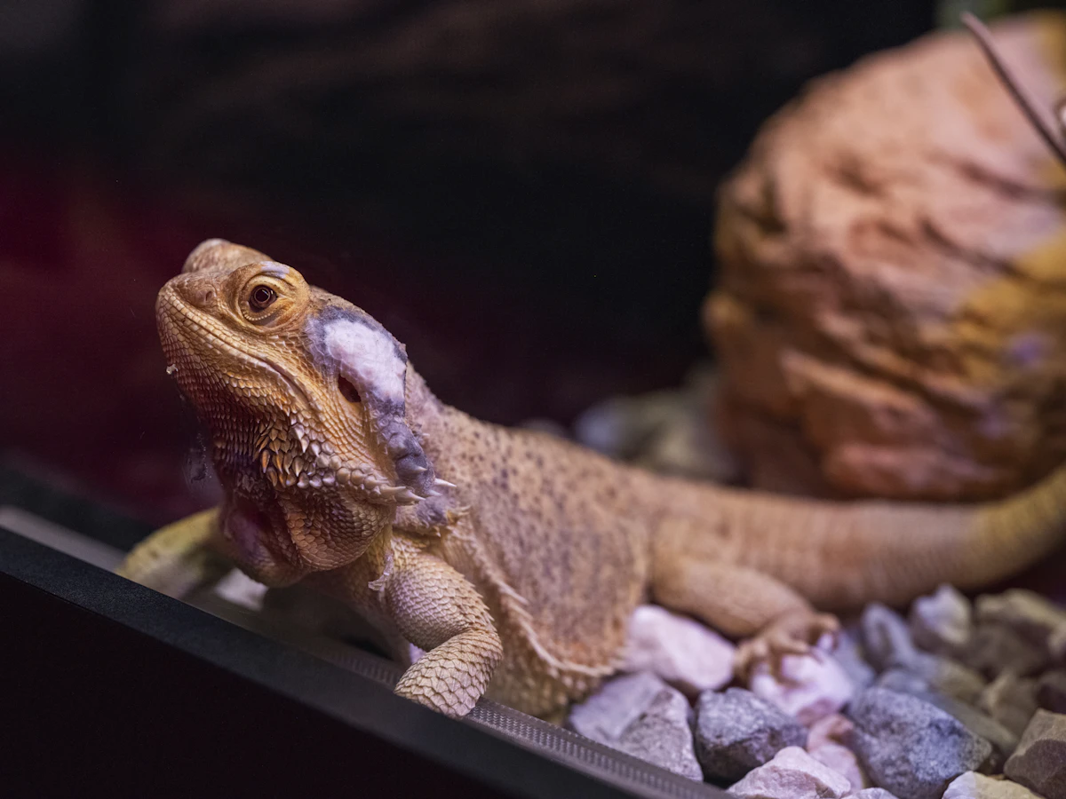 a close up of a lizard in a tank