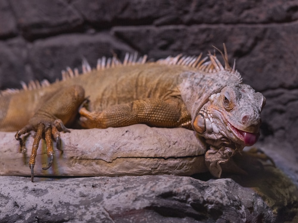 a large lizard sitting on top of a rock