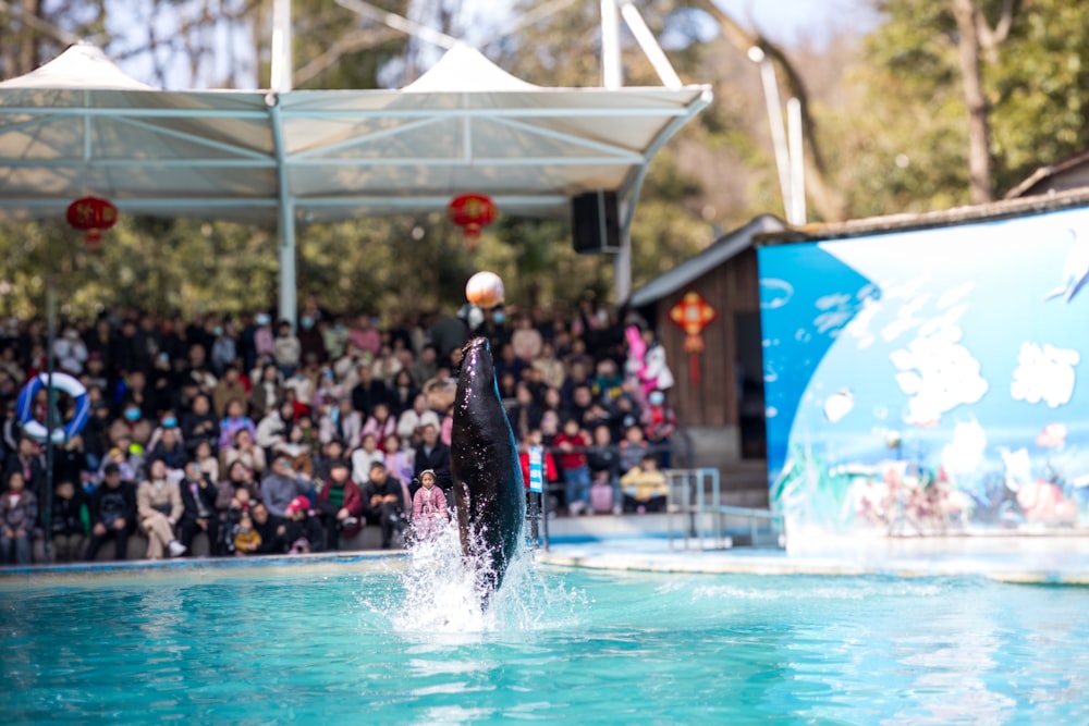 a dolphin jumping out of the water in front of a crowd